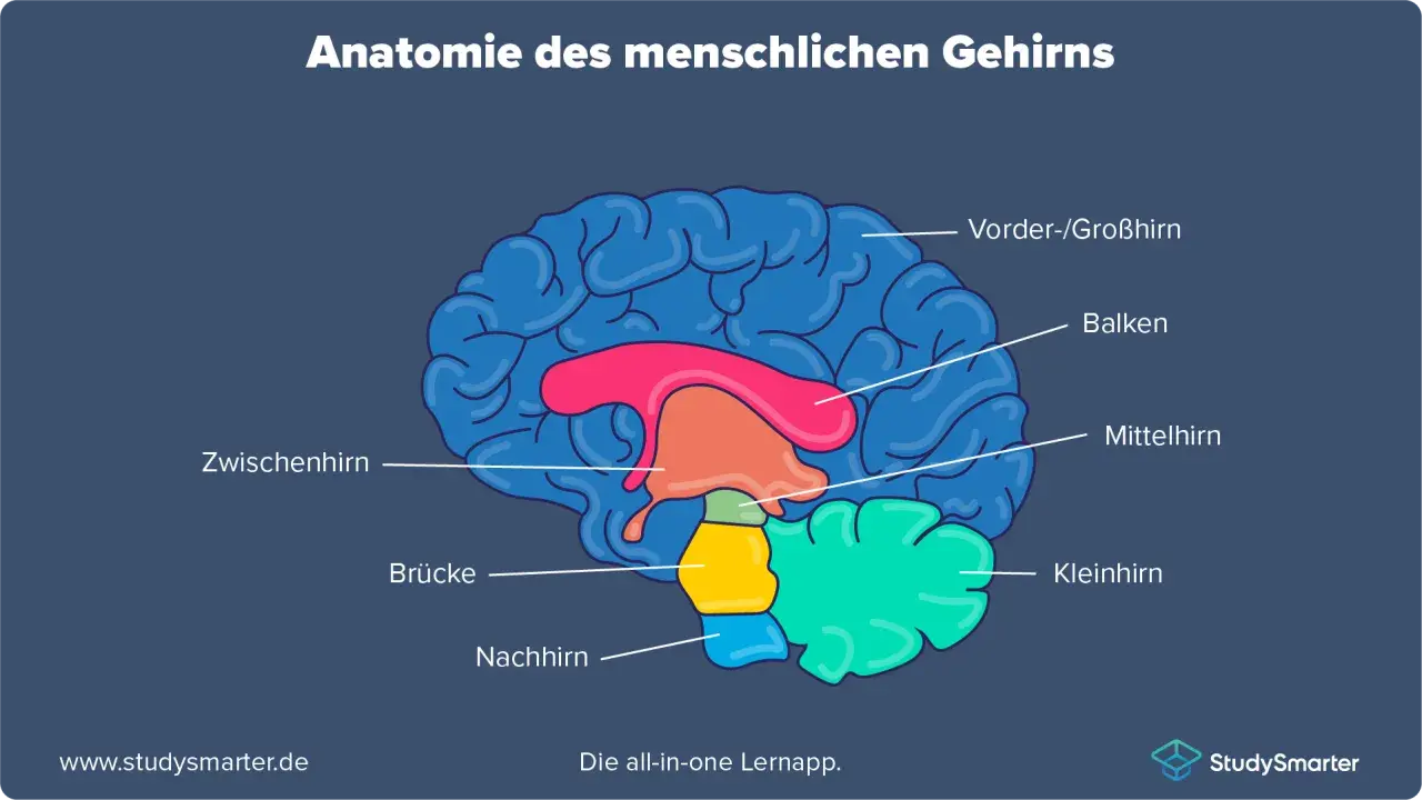 Schematische Darstellung des menschlichen Gehirns mit beschrifteten Teilen wie Großhirn, Kleinhirn und Mittelhirn. Einblick in die Neurobiologie.