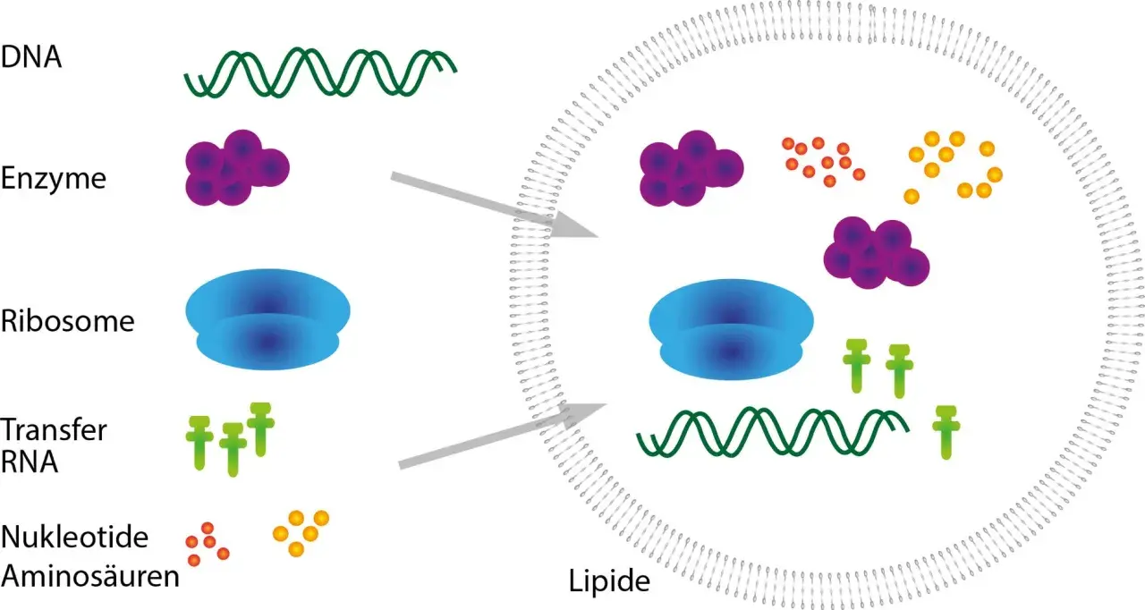 Zelluläre Komponenten wie DNA, Enzyme, Ribosomen und Transfer-RNA werden in eine Lipidmembran transportiert, um eine cdna-Synthese zu ermöglichen.