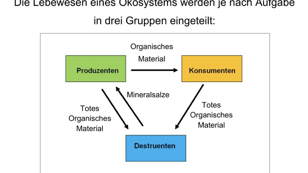 Schema zeigt, was sind Destruenten: Sie zersetzen totes organisches Material und liefern Mineralsalze für Produzenten. Konsumenten fressen Produzenten.