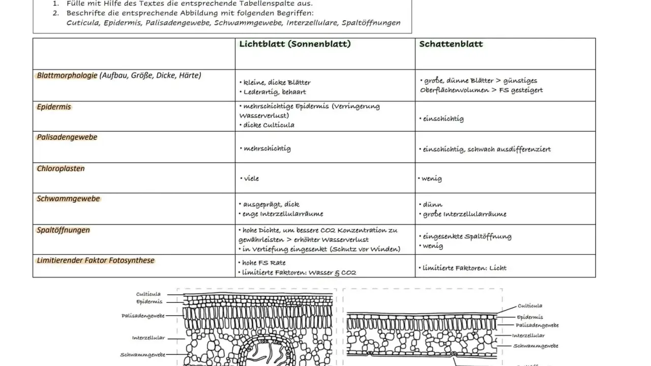 Vergleich von Sonnenblatt und Schattenblatt: Unterschiede in Blattstruktur, Epidermis, Palisaden- und Schwammgewebe, Chloroplasten, Spaltöffnungen und limitierenden Faktoren für die Fotosynthese.