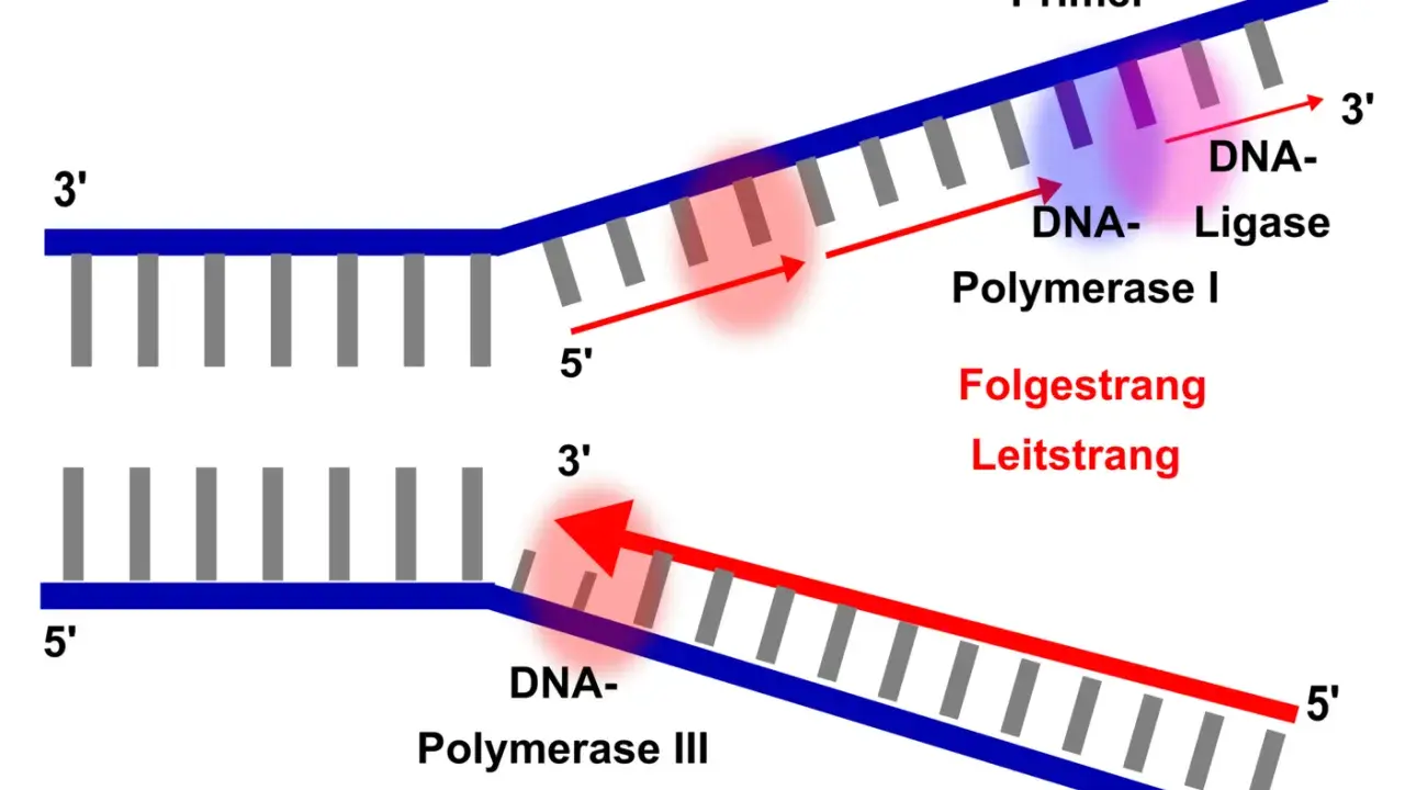 DNA-Polymerase I und III synthetisieren DNA-Stränge. DNA-Ligase verbindet Fragmente. Der Leitstrang wird kontinuierlich, der Folgestrang diskontinuierlich synthetisiert.