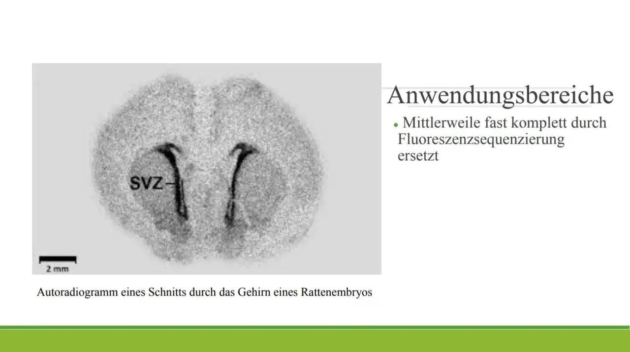Autoradiogramm eines Rattenembryo-Gehirnschnitts, das die SVZ zeigt. Diese Technik der Autoradiographie wird nun oft durch Fluoreszenzsequenzierung ersetzt.