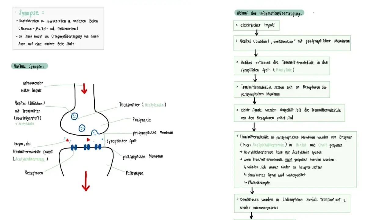 Schema der Erregungsübertragung an der Synapse: Vesikel setzen Transmitter frei, die an Rezeptoren binden und ein Signal auslösen.