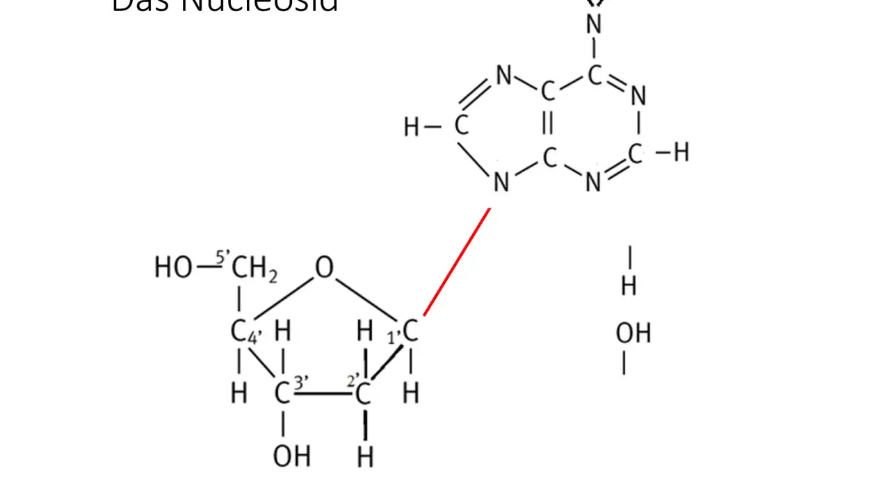 Chemische Struktur eines Nukleosids, bestehend aus einer Zuckerkomponente und einer stickstoffhaltigen Base, verbunden durch eine glykosidische Bindung.
