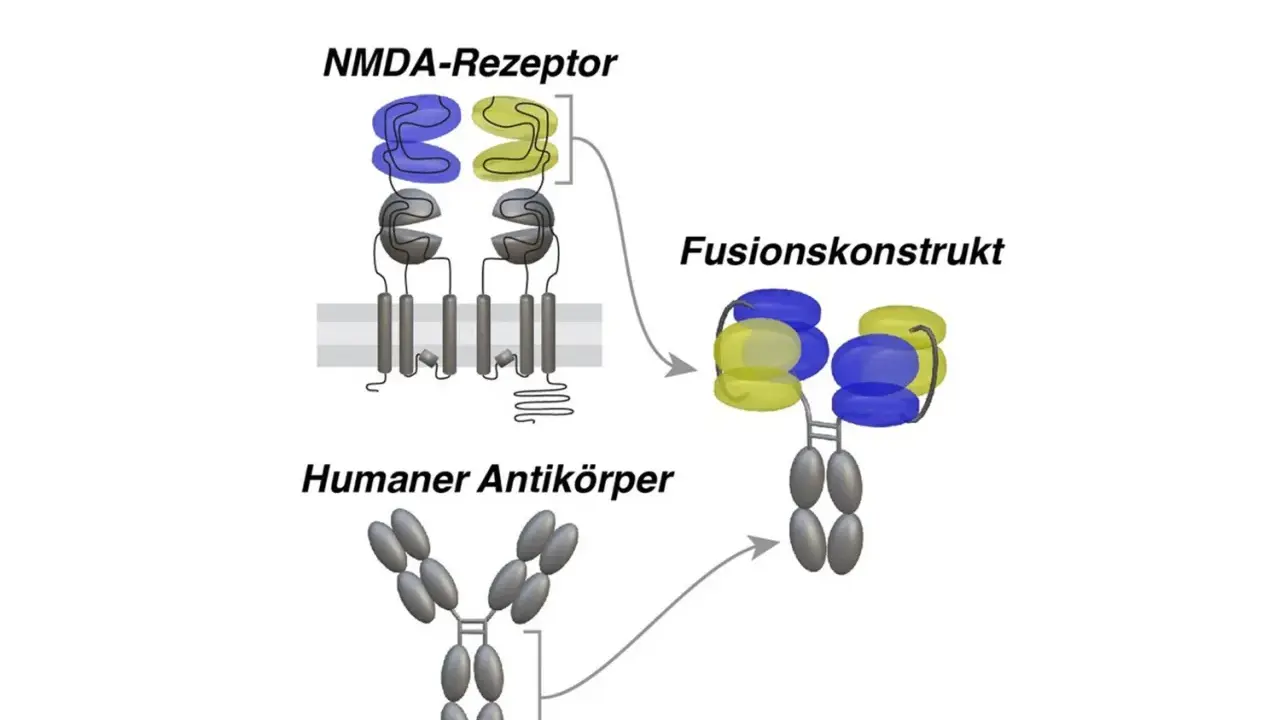 Schema zeigt NMDA-Rezeptor, humanen Antikörper und ein Fusionskonstrukt, das beide kombiniert.