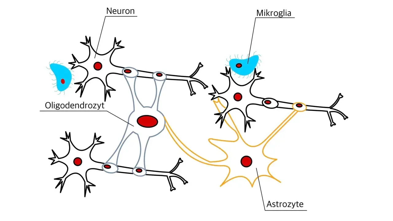 Schematische Darstellung von Nervengewebe mit Neuronen, Oligodendrozyten, Mikroglia und Astrozyten, die miteinander verbunden sind.