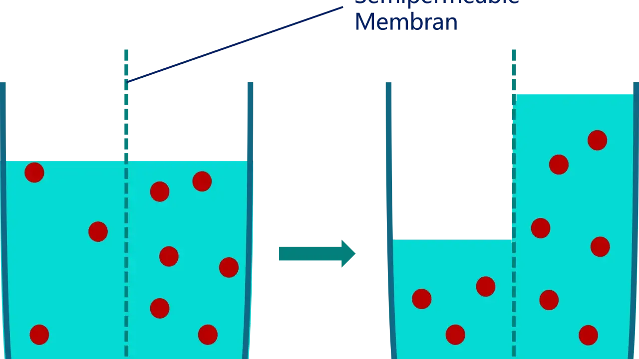 Zellmembran zeigt Plasmolyse und Deplasmolyse: Wasser strömt aus der Zelle, wenn die Konzentration außen höher ist, und zurück, wenn sie innen höher ist.