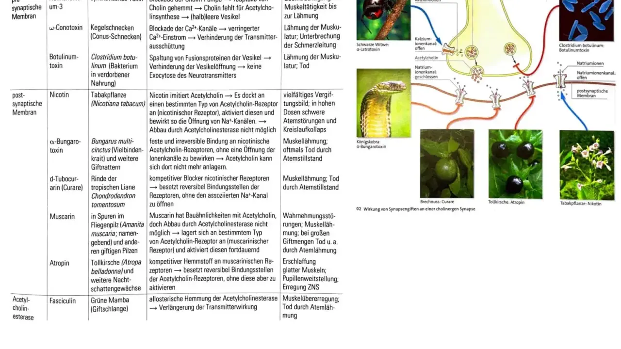 Synapsengifte wie Atropin und Nikotin beeinflussen cholinerge Synapsen und können zu Lähmungen führen.
