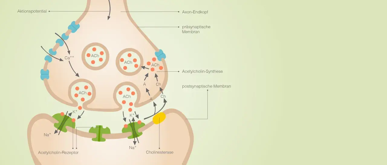 Synapse: Aktionspotential löst Ca++-Einstrom aus, Acetylcholin (ACh) wird freigesetzt, bindet an Rezeptoren. Wichtig für Bio-Abi NRW.