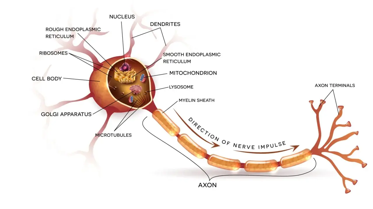 Detailreicher neuron aufbau: Zellkörper mit Zellorganellen, Axon mit Myelinscheide und Axonenden.