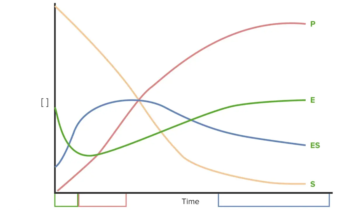 Diagramm zeigt Konzentrationen von Substrat (S), Produkt (P), Enzym (E) und Enzym-Substrat-Komplex (ES) über die Zeit. Die Michaelis-Menten-Konstante ist hierbei zentral.