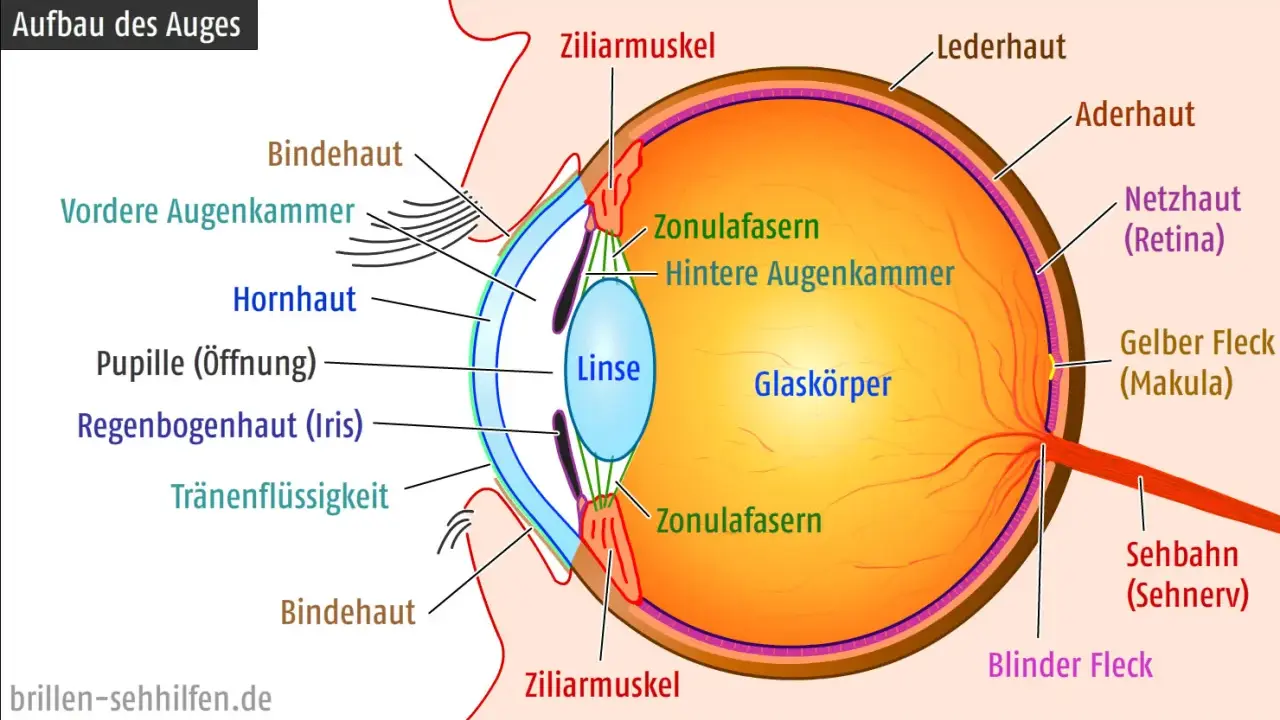 Schnitt durch das Auge: Hornhaut, Linse, Netzhaut, Sehnerv. Der adäquate Reiz wird hier auf der Netzhaut abgebildet.