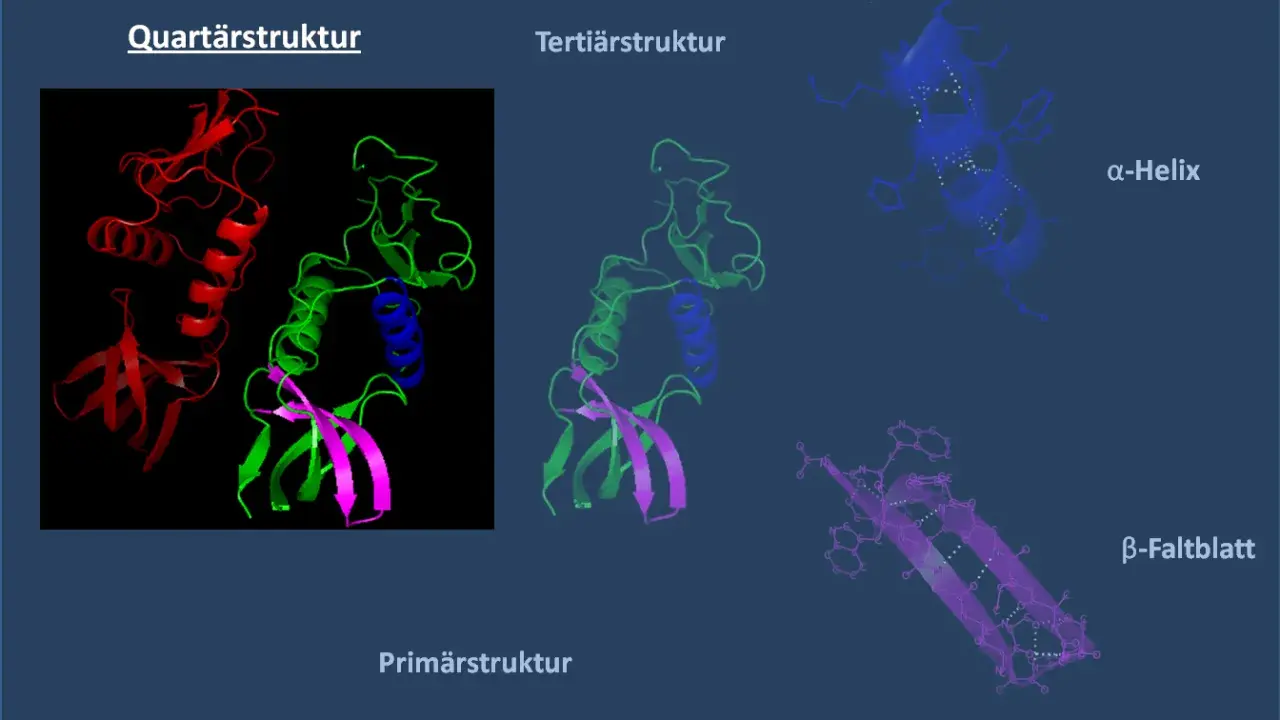 Der Aufbau eines Proteins: Quartär-, Tertiär- und Sekundärstruktur (α-Helix, β-Faltblatt) sowie Primärstruktur.