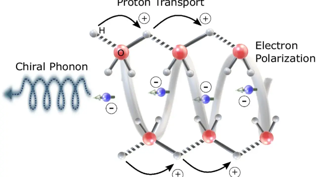 Chiraler Phonon löst Protonentransport und Elektronenpolarisation aus, was zu chemischer Energie führt.