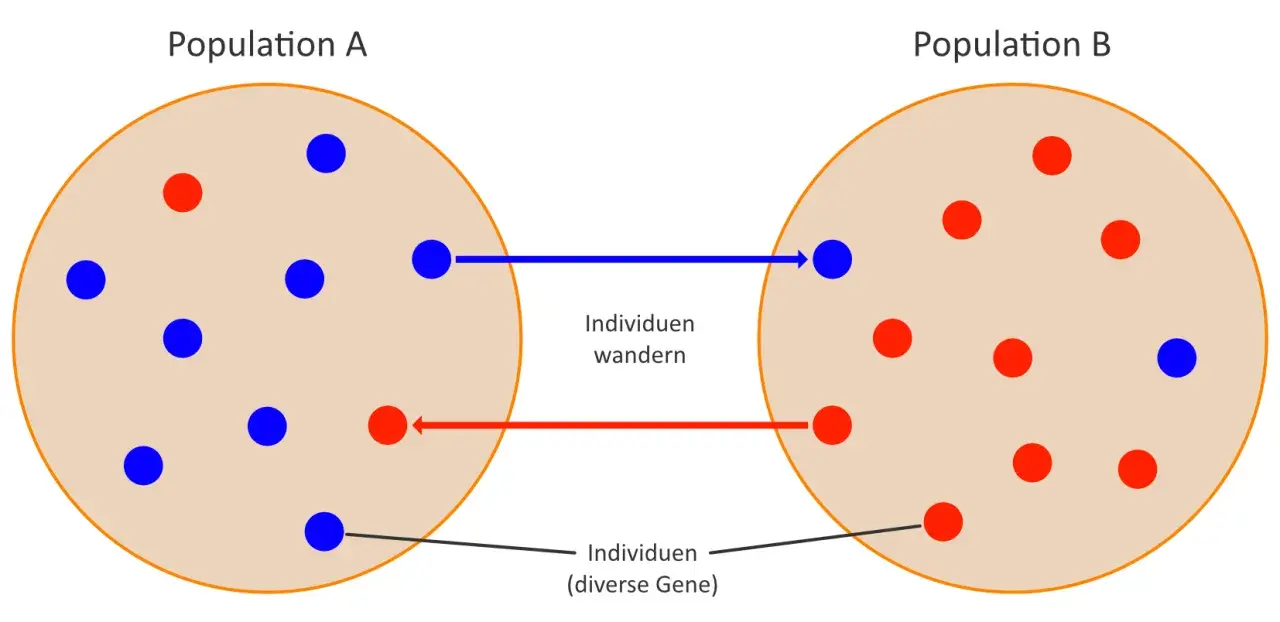 Zwei Populationen (A und B) mit roten und blauen Individuen. Individuen wandern zwischen ihnen, was den populationsgenetischen Artbegriff illustriert.