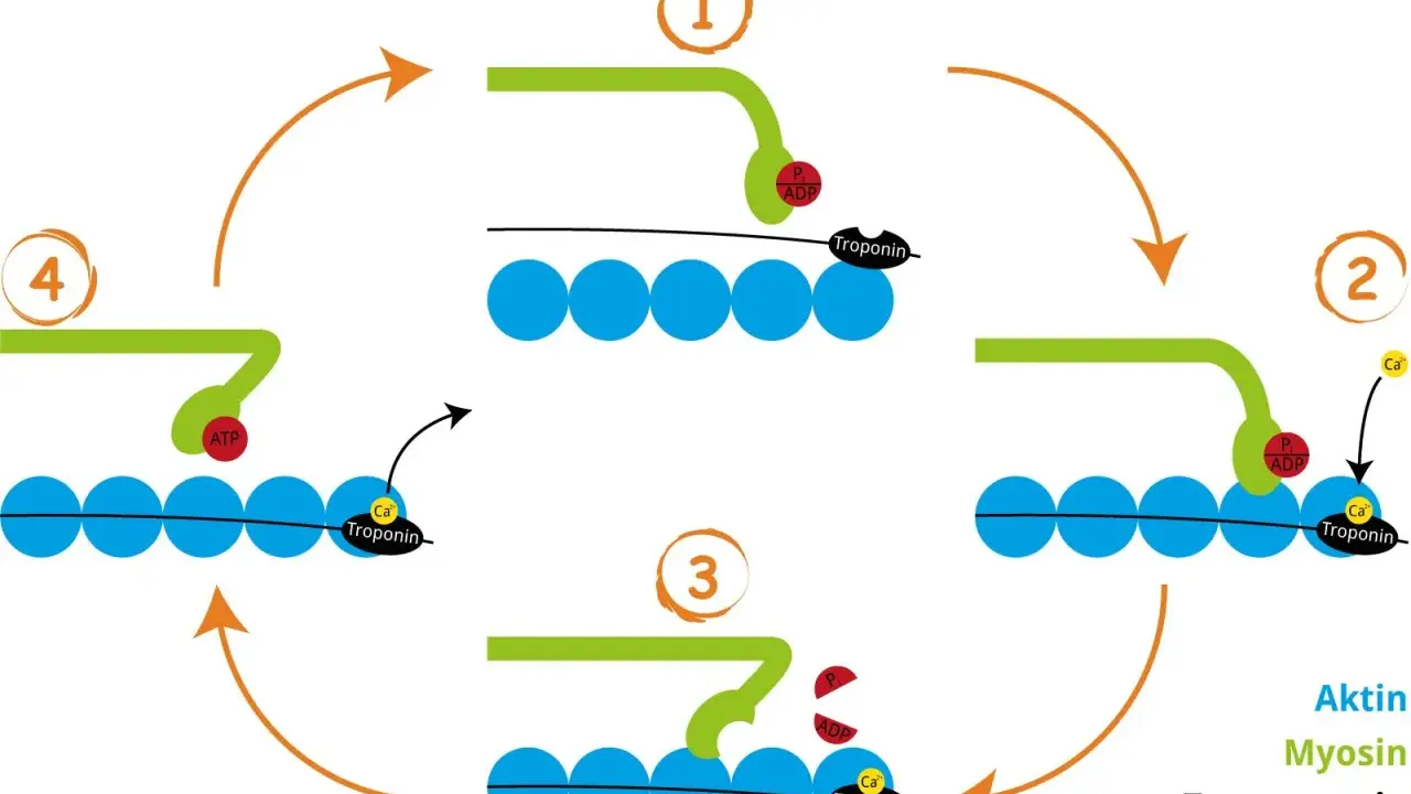 Der querbrückenzyklus: Myosin bindet an Aktin, löst sich durch ATP und zieht es dann vorwärts. Calcium und Troponin steuern diesen Prozess.