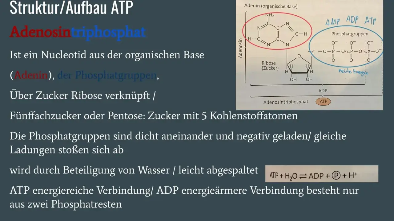 Struktur von ATP: Adenin, Ribose und drei Phosphatgruppen. ATP ist eine energiereiche Verbindung.