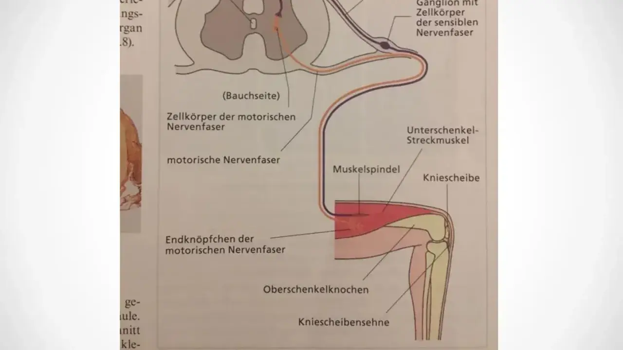 Schema des Kniescheibensehnenreflexes: Nervenbahnen vom Muskelspindel über das Rückenmark zum Streckmuskel, ein Beispiel für einen schnellen Reflex.