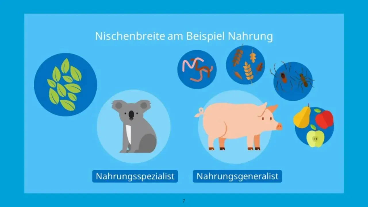 Koala als Nahrungsspezialist (nur Blätter), Schwein als Allesfresser. Illustration zur Nischenbreite und Konkurrenz in der Ökologie.