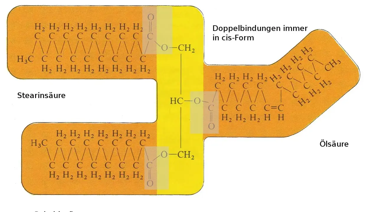 Strukturformel eines Esters mit Stearin-, Palmitin- und Ölsäure, verbunden mit Glycerin. Doppelbindungen sind in cis-Form.