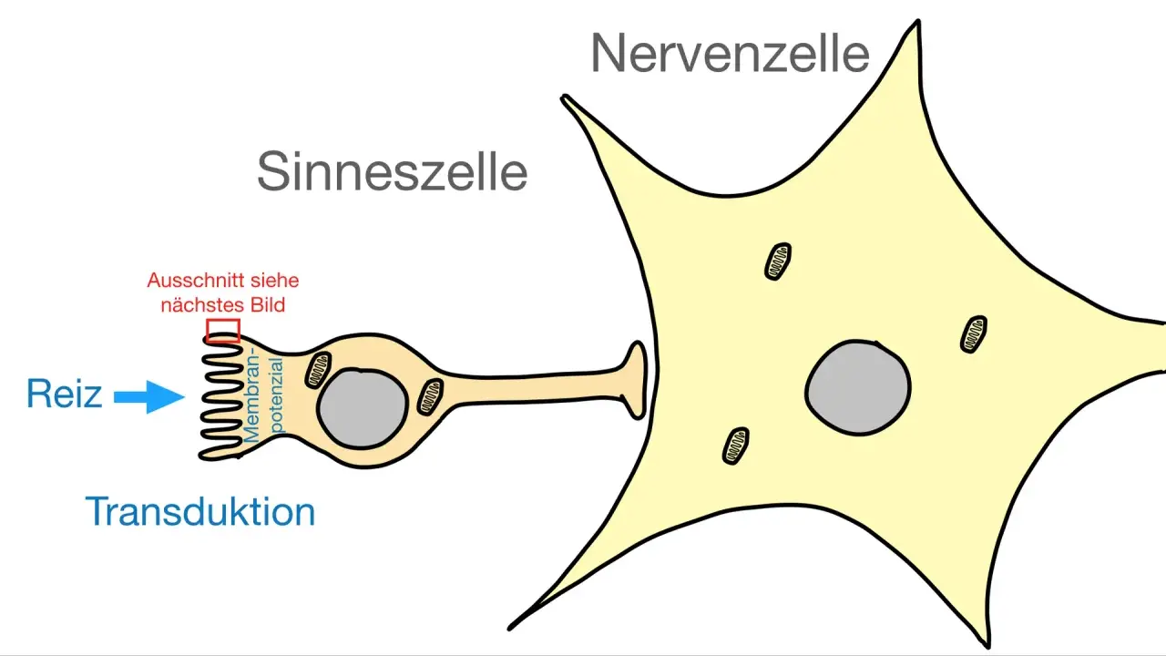 Reiz trifft Sinneszelle, löst Transduktion aus, die an Nervenzelle weitergeleitet wird.