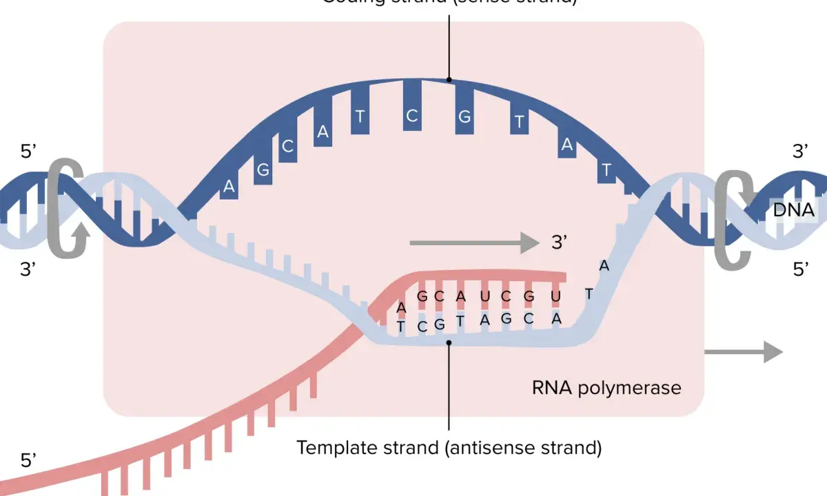 Der Prozess der Transkription: DNA wird zu mRNA umgeschrieben. RNA-Polymerase bewegt sich entlang des Matrizenstrangs.