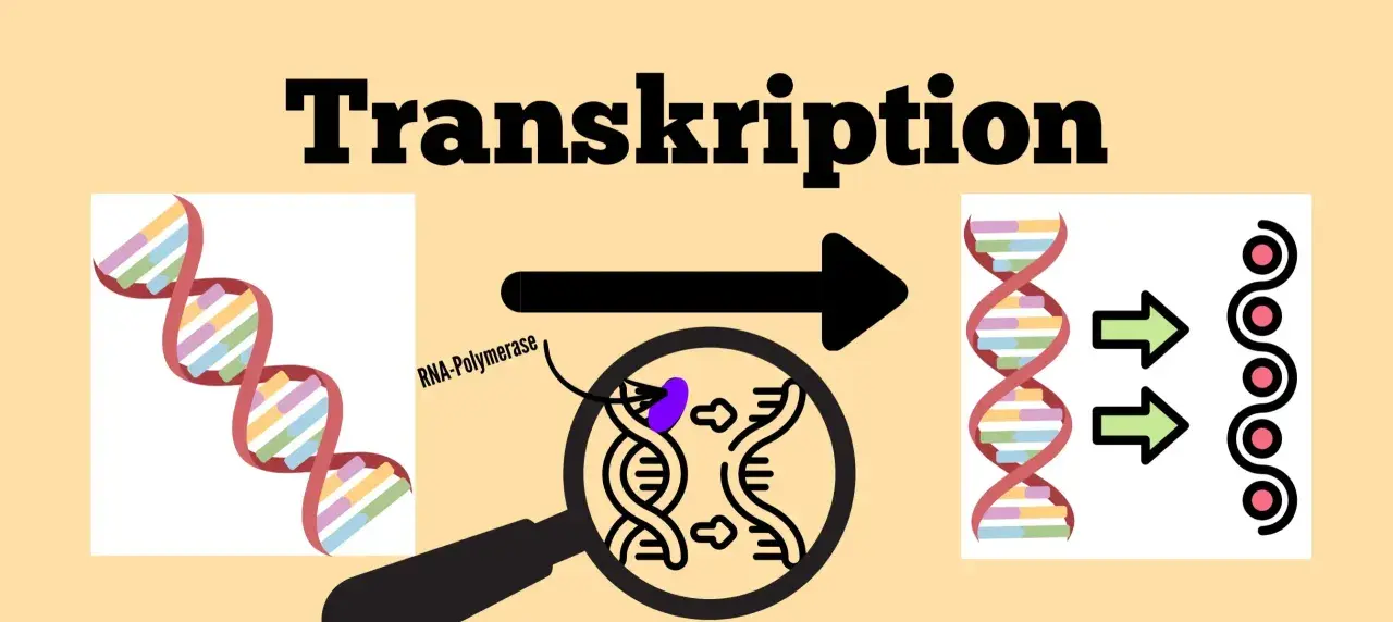 Die **Transkription** in der Biologie: DNA wird durch RNA-Polymerase zu RNA kopiert, was zu neuen Molekülen führt.