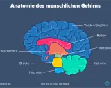 Schematische Darstellung des menschlichen Gehirns mit beschrifteten Teilen wie Großhirn, Kleinhirn und Mittelhirn. Einblick in die Neurobiologie.