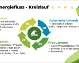 Der Energiefluss im Ökosystem See: Abiotische Faktoren, Produzenten, Konsumenten und Destruenten bilden einen Kreislauf.