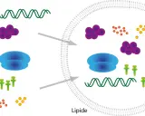 Zelluläre Komponenten wie DNA, Enzyme, Ribosomen und Transfer-RNA werden in eine Lipidmembran transportiert, um eine cdna-Synthese zu ermöglichen.