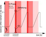 Diagramm zeigt den relativen DNA-Gehalt in der Zelle über die Zeit. Ein 1-Chromatid-Chromosom verdoppelt sich in der S-Phase zu einem 2-Chromatid-Chromosom.