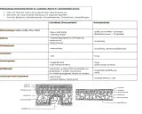 Vergleich von Sonnenblatt und Schattenblatt: Unterschiede in Blattstruktur, Epidermis, Palisaden- und Schwammgewebe, Chloroplasten, Spaltöffnungen und limitierenden Faktoren für die Fotosynthese.