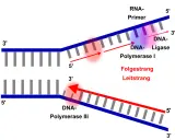 DNA-Polymerase I und III synthetisieren DNA-Stränge. DNA-Ligase verbindet Fragmente. Der Leitstrang wird kontinuierlich, der Folgestrang diskontinuierlich synthetisiert.