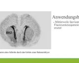Autoradiogramm eines Rattenembryo-Gehirnschnitts, das die SVZ zeigt. Diese Technik der Autoradiographie wird nun oft durch Fluoreszenzsequenzierung ersetzt.