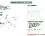 Schema der Erregungsübertragung an der Synapse: Vesikel setzen Transmitter frei, die an Rezeptoren binden und ein Signal auslösen.