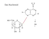 Chemische Struktur eines Nukleosids, bestehend aus einer Zuckerkomponente und einer stickstoffhaltigen Base, verbunden durch eine glykosidische Bindung.