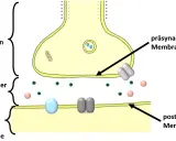 Synaptischer Spalt zwischen prä- und postsynaptischer Membran. Neurotransmitter-Vesikel im Endknöpfchen warten auf Freisetzung.