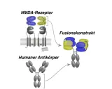 Schema zeigt NMDA-Rezeptor, humanen Antikörper und ein Fusionskonstrukt, das beide kombiniert.