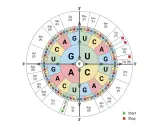 Der **codogene Strang** wird in einem Rad dargestellt, das die Basen und Aminosäuren des genetischen Codes zeigt. Start- und Stoppsignale sind markiert.