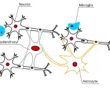 Schematische Darstellung von Nervengewebe mit Neuronen, Oligodendrozyten, Mikroglia und Astrozyten, die miteinander verbunden sind.
