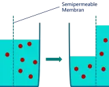 Zellmembran zeigt Plasmolyse und Deplasmolyse: Wasser strömt aus der Zelle, wenn die Konzentration außen höher ist, und zurück, wenn sie innen höher ist.