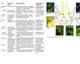 Synapsengifte wie Atropin und Nikotin beeinflussen cholinerge Synapsen und können zu Lähmungen führen.