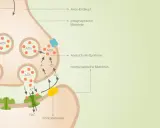Synapse: Aktionspotential löst Ca++-Einstrom aus, Acetylcholin (ACh) wird freigesetzt, bindet an Rezeptoren. Wichtig für Bio-Abi NRW.