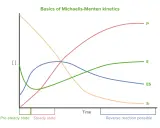 Diagramm zeigt Konzentrationen von Substrat (S), Produkt (P), Enzym (E) und Enzym-Substrat-Komplex (ES) über die Zeit. Die Michaelis-Menten-Konstante ist hierbei zentral.