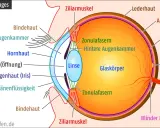 Schnitt durch das Auge: Hornhaut, Linse, Netzhaut, Sehnerv. Der adäquate Reiz wird hier auf der Netzhaut abgebildet.