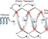 Chiraler Phonon löst Protonentransport und Elektronenpolarisation aus, was zu chemischer Energie führt.
