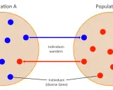 Zwei Populationen (A und B) mit roten und blauen Individuen. Individuen wandern zwischen ihnen, was den populationsgenetischen Artbegriff illustriert.