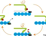 Der querbrückenzyklus: Myosin bindet an Aktin, löst sich durch ATP und zieht es dann vorwärts. Calcium und Troponin steuern diesen Prozess.