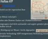 Struktur von ATP: Adenin, Ribose und drei Phosphatgruppen. ATP ist eine energiereiche Verbindung.