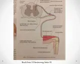 Schema des Kniescheibensehnenreflexes: Nervenbahnen vom Muskelspindel über das Rückenmark zum Streckmuskel, ein Beispiel für einen schnellen Reflex.